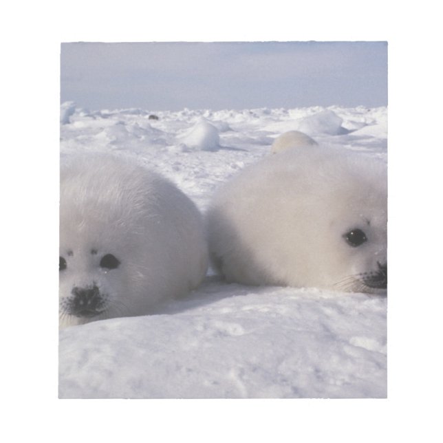 Säl (Phoca groenlandica) Säl ungar Anteckningsblock (Framsida)