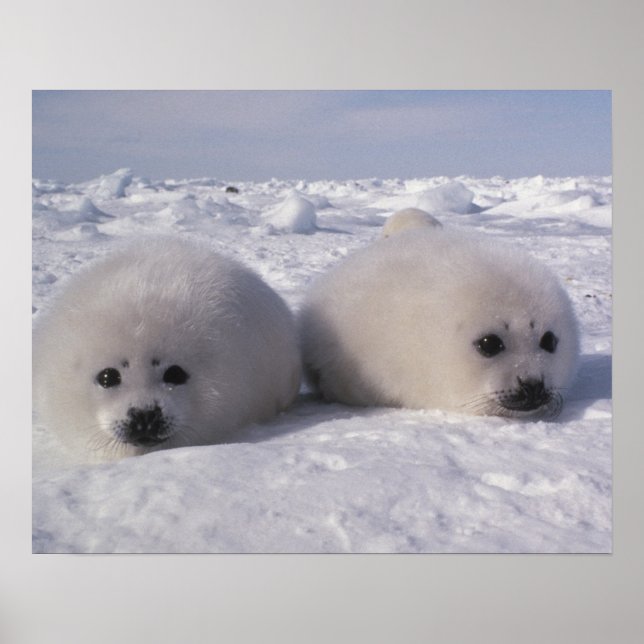 Säl (Phoca groenlandica) Säl ungar Poster (Framsidan)