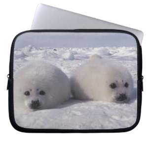 Säl (Phoca groenlandica) Sälvalpar Laptop Sleeve