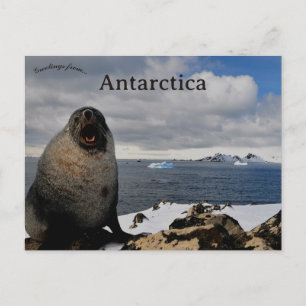 Säl vid Cape Shirreff Livingston Island Antarktis Vykort