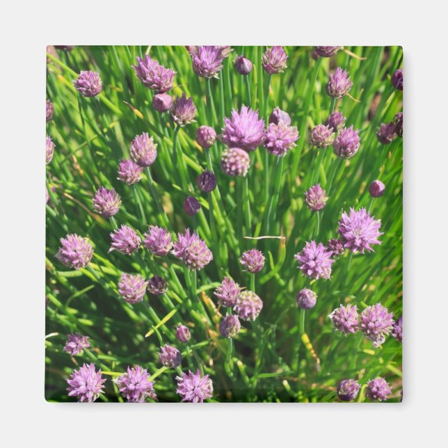 Salad Onion Blooming med Lila Blommar Magnet (Framsidan)