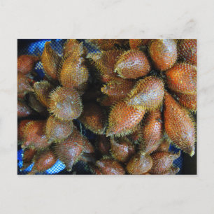 Salak [Snake Fruit] Vykort