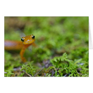 Salamander ansikte hälsningskort