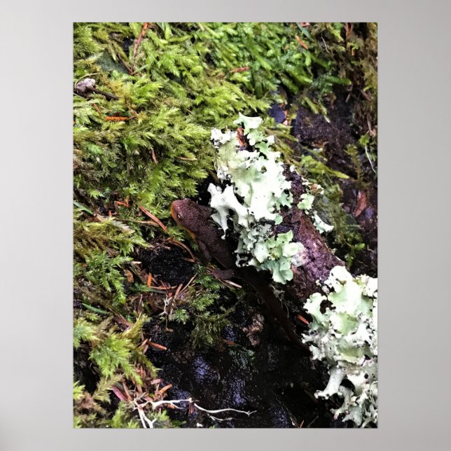 Salamander Gömmer under log, Washington Poster (Framsidan)