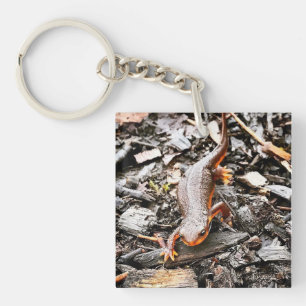 Salamander i skogen, Oregon