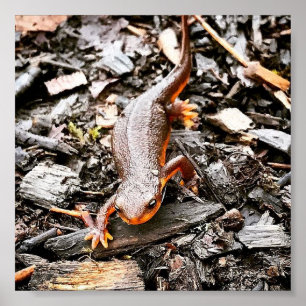 Salamander i skogen, Oregon Poster