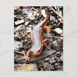 Salamander i skogen vykort
