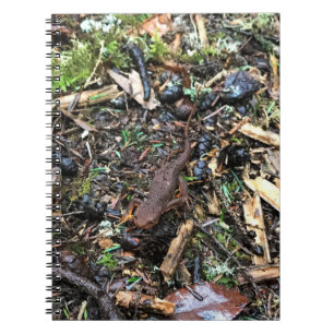 Salamander i skogen, Washington Anteckningsbok