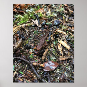 Salamander i skogen, Washington Poster