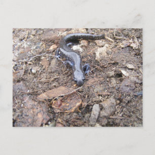 Salamander-kort Vykort