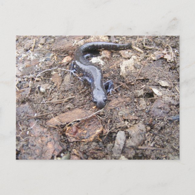 Salamander-kort Vykort (Framsida)