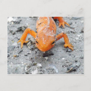 Salamander upp nära vykort