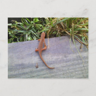 Salamander Vykort