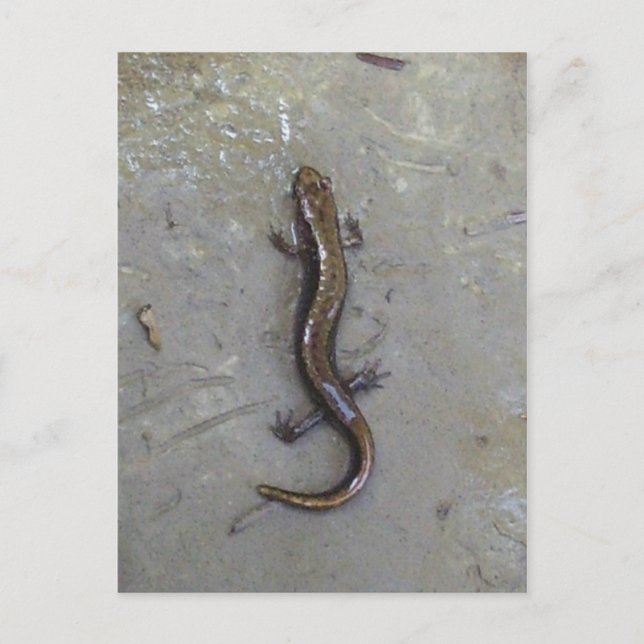 Salamandern Vykort (Framsida)