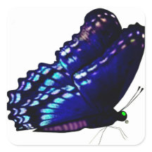 Sälar för fjäril-kuvert