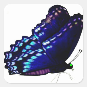 Sälar för fjäril-kuvert fyrkantigt klistermärke