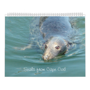 Sälar i Cape Cod Calendar Kalender