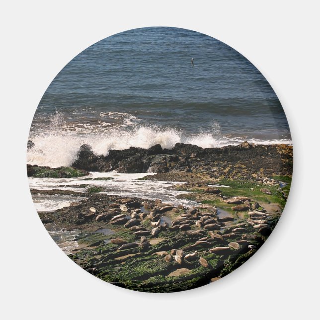 Sälar Magnet (Framsidan)