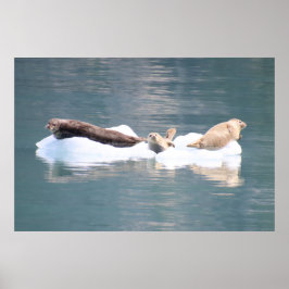 Sälar på is poster