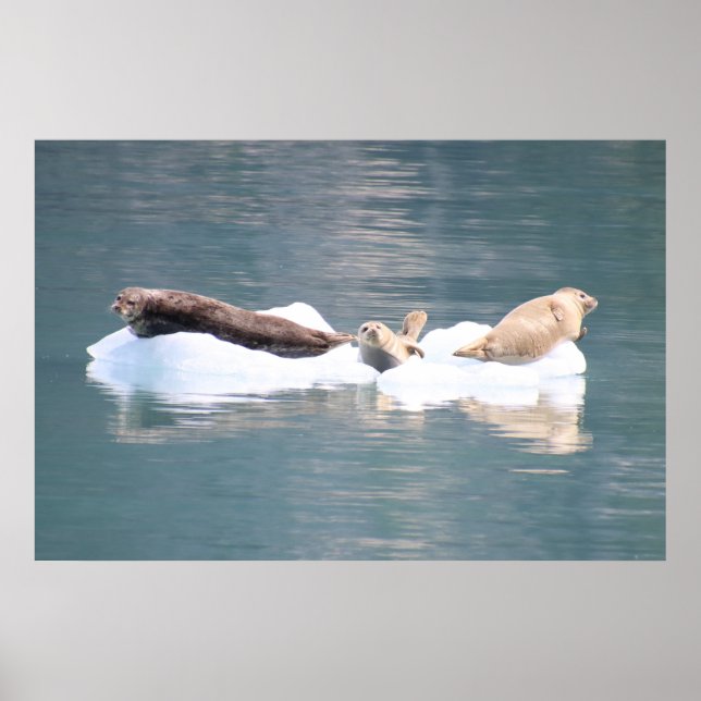 Sälar på is poster (Framsidan)