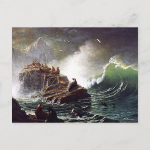 Sälar på Sten, Färöarna - Bierstadt Vykort