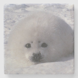 Sälar (Phoca groenlandica) Ungar Stenunderlägg