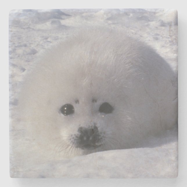 Sälar (Phoca groenlandica) Ungar Stenunderlägg (Framsidan)