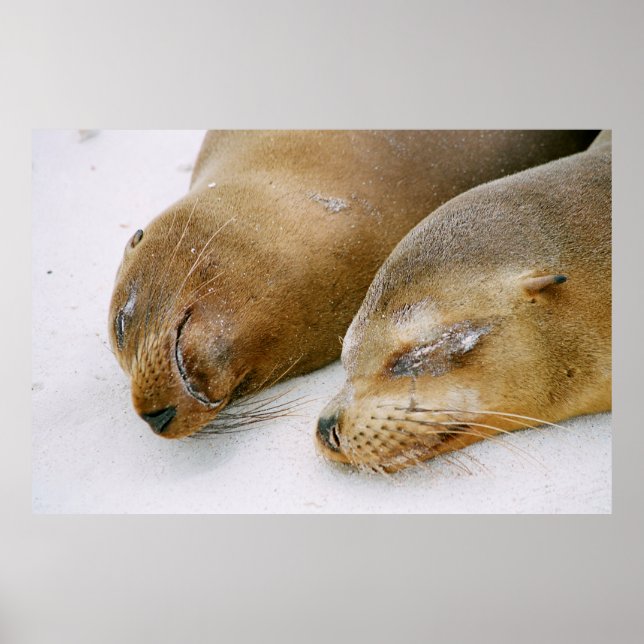 SÄLAR SOM ÄR MED I SUNSHINN OCH VARANDRA PÅ DEN POSTER (Framsidan)