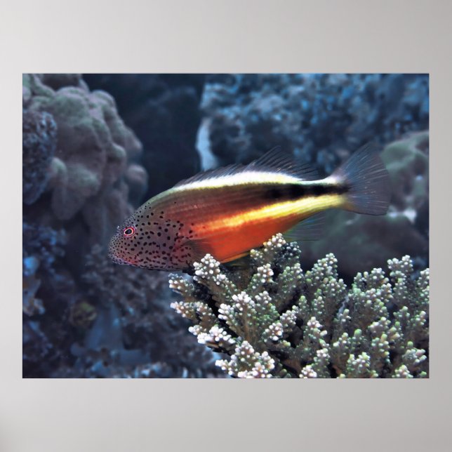 Saldo Poster (Framsidan)