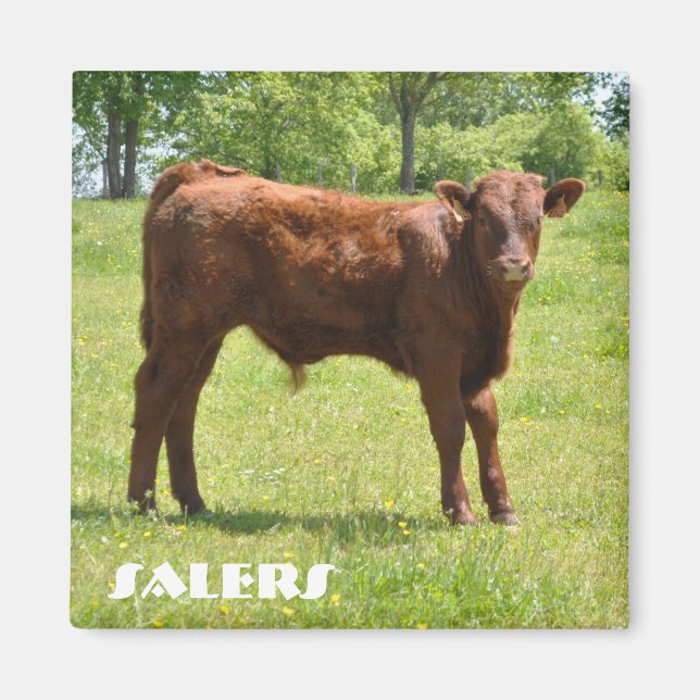Salers calf magnet (Framsidan)