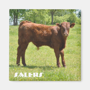 Salers kalvmagnet magnet