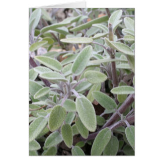 Salie wenskaart hälsningskort