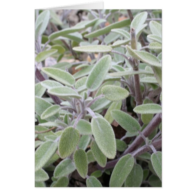 Salie wenskaart hälsningskort (Framsidan)