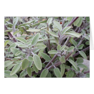 Salie wenskaart hälsningskort