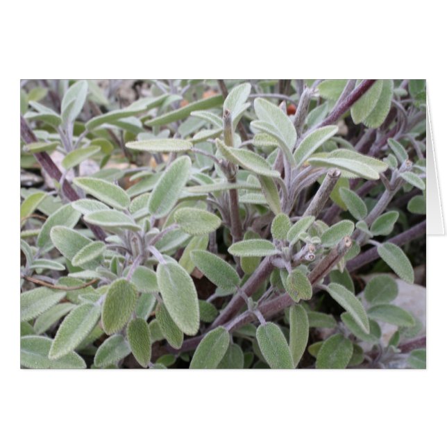 Salie wenskaart hälsningskort (Framsidan Horizontal)