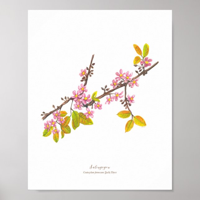 Salingogon (Cratoxylum formosum) Ph Forest Blooms Poster (Framsidan)