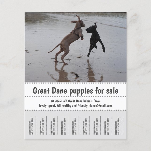 Säljaren Poster Flygblad (Framsidan)