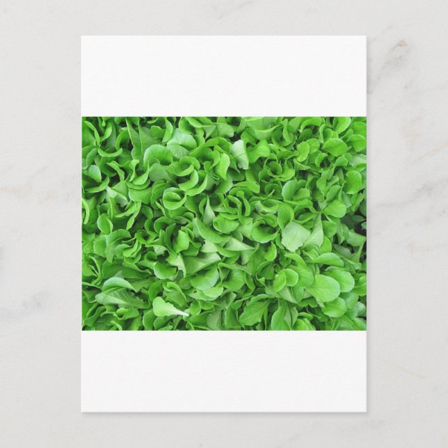 sallat älskare vykort (Framsida)