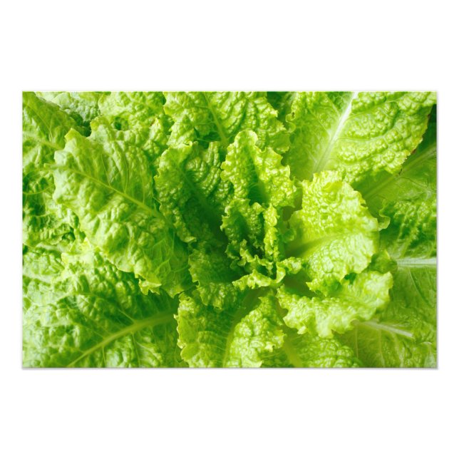 Sallat Fototryck (Framsidan)
