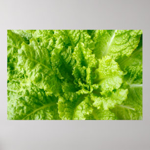 Sallat Poster