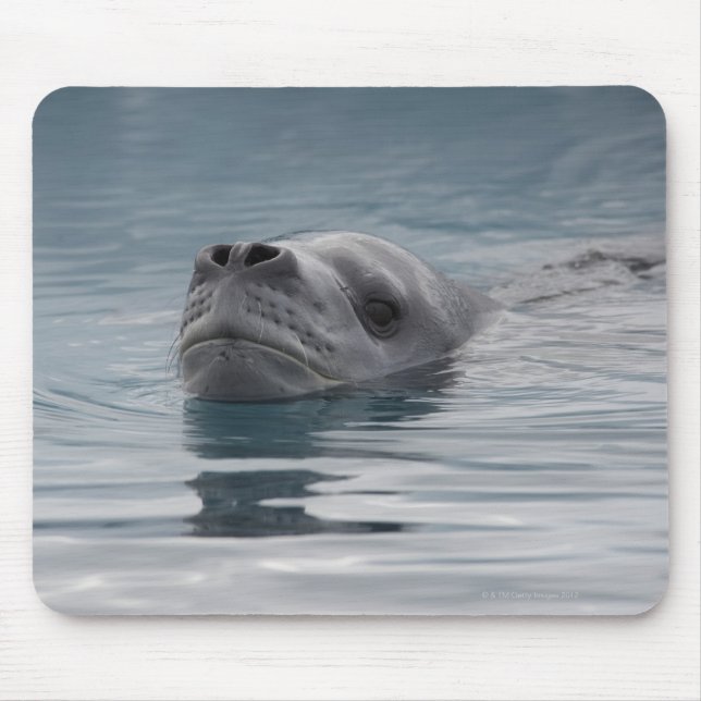 sälleopard som simmor musmatta (Framsidan)
