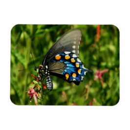 Sallrocka Magnet