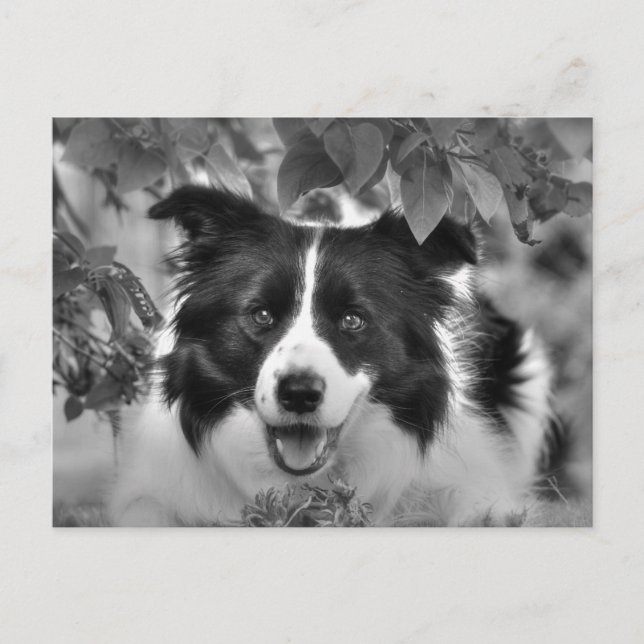 Sällskapsdjur som spelar i läderträ vykort (Framsida)