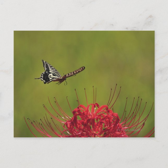 Sallsvansfjäril, som flyger nära blomman, Chiba Vykort (Framsida)