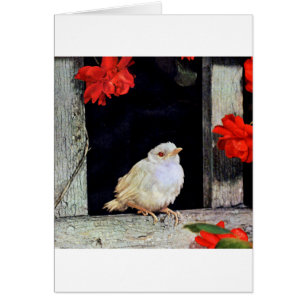 SÄLLSYNT albino robin-fågel Hälsningskort