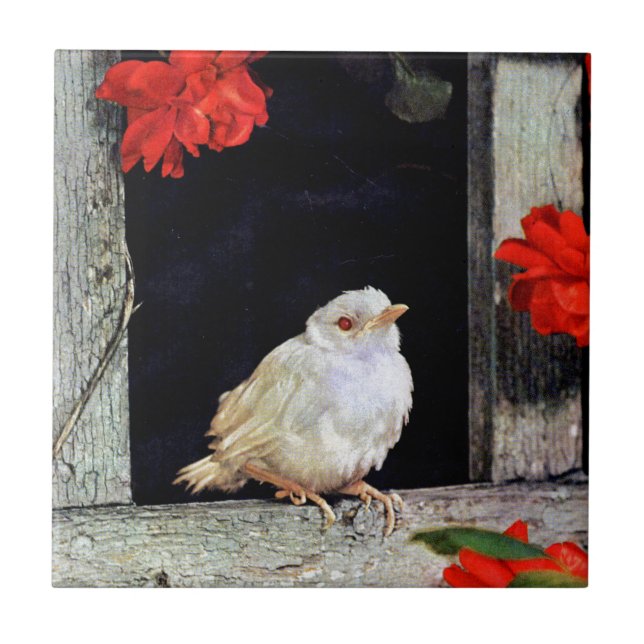 SÄLLSYNT albino robin-fågel Kakelplatta (Framsidan)