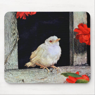 SÄLLSYNT albino robin-fågel Musmatta