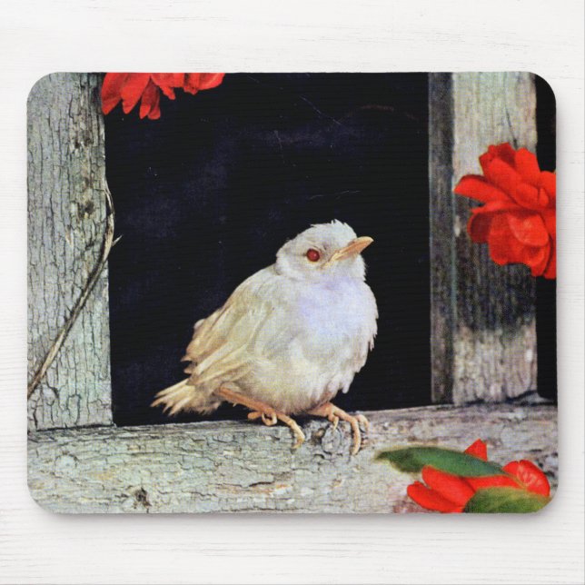 SÄLLSYNT albino robin-fågel Musmatta (Framsidan)