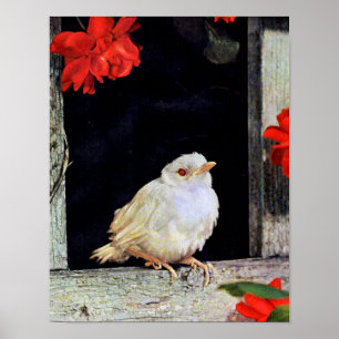 SÄLLSYNT albino robin-fågel Poster