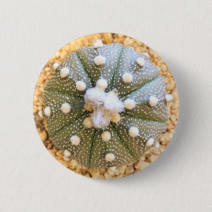 Sällsynt Astrophytum Asterias mönsterkaktus Knapp